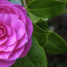 Flower in the Park Seattle by Tommy Farnsworth