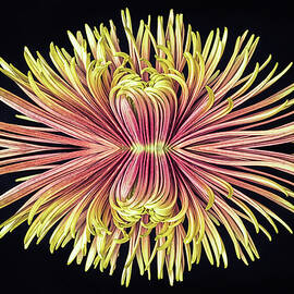 Flower Power by Elvira Peretsman