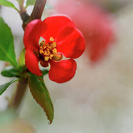 Flowering Quince by Ursula Abresch