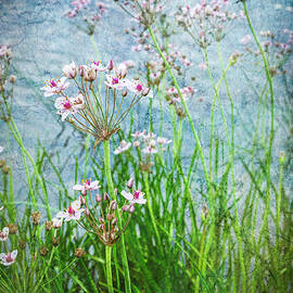 Flowering Rush by Mary Lee Dereske