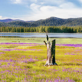 Lupines and Weathered Stump - Hog Flat - Lassen County California by Mike Lee