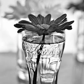 Flowers in Vintage Coke Glasses BW by Laura Fasulo