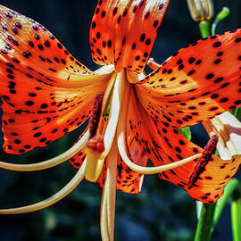 Flowers Japan by Tommy Farnsworth