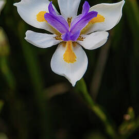 Flowers by Tommy Farnsworth