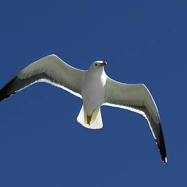 Fly like a seagull by Christopher Mathews