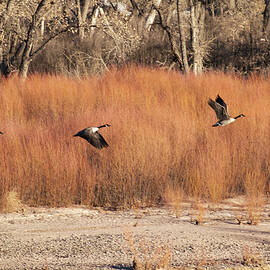Flying Geese in the Bosque by Mary Lee Dereske