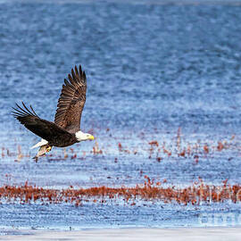 Flying Off With Lunch by Shirley Dutchkowski