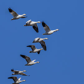 Flying Wedge by Tim Lyden