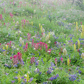 Fog over Wildflowers at Mount Rainier National Park by Nancy Gleason