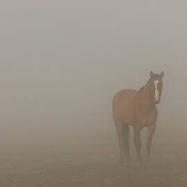 Foggy Dreamer - Mustang Mare in Lassen County California by Mike Lee