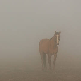 Foggy Dreamer - Square Crop - Lassen County California by Mike Lee