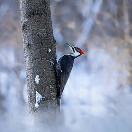 Foggy Morning by James Overesch