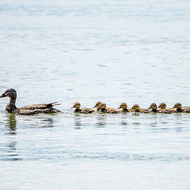 Follow Mama Duck by Matt Halvorson