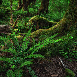 Forest Floor Ferns 2 - Hoh Rainforest, Washington State by Abbie Matthews