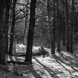 Forest Floor Jemez New Mexico by Mary Lee Dereske