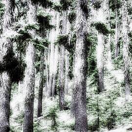 Forest in the Cascades  by Bruce Block