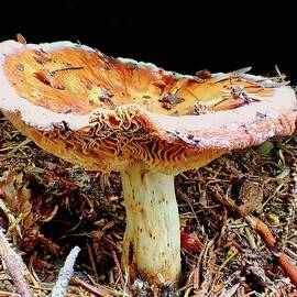 Forest Mushroom by Bruce Block