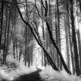 Forest Path BW by Kevin Schwalbe