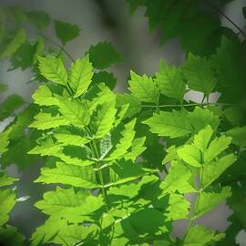 Forest Whisper by Rebecca Herranen