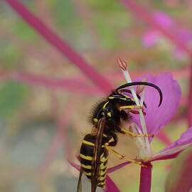 Forest Yellowjacket on Fireweed #1 by Nancy Gleason
