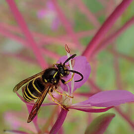 Forest Yellowjacket on Fireweed #2 by Nancy Gleason