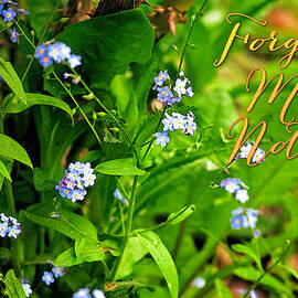 Forget Me Not by Tatiana Travelways