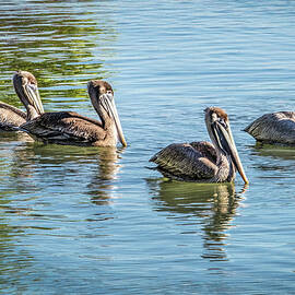 Four Pelicans - A Quartet of Elegance by Rebecca Herranen