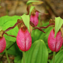 Four Pink Lady's Slippers by Raymond Salani III