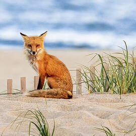 Fox at the Beach by Richard DeYoung