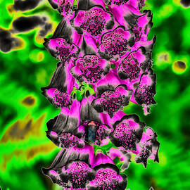 Foxglove and Bumblebee by Bruce Block