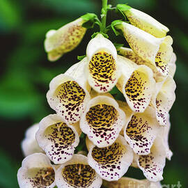 Foxglove Digitalis Purpurea 'Dalmatian Cream' by Abigail Diane Photography