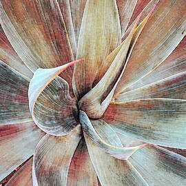 Foxtail Agave by Rebecca Herranen