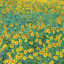 France, Gers, Sunflower field by Seeables Visual Arts