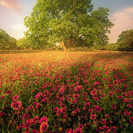 Freewheel by Slow Fuse Photography