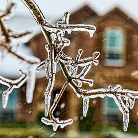 Freezing Rain Tree Branch by Kelley King