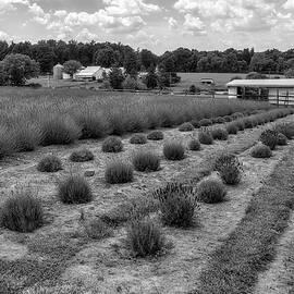 French Lavender Farm PA BW by Susan Candelario
