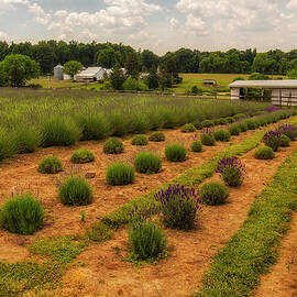 French Lavender Farm PA by Susan Candelario