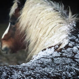 Frenchie the Shetland Mini by Rebecca Herranen