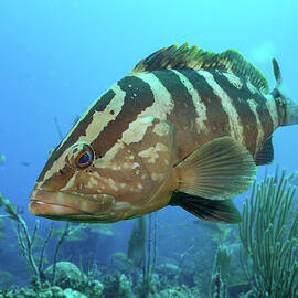 Friendly Nassau Group by Brian Weber