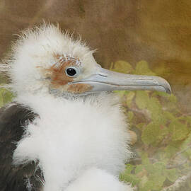 Frigate Bird 3A by Sally Fuller