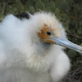Frigate Bird 4A by Sally Fuller