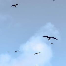 Frigatebirds Soaring Against Blue Sky by Bruce Block