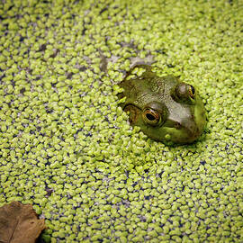 Frog in DuckWeed by Jean Noren