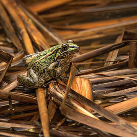 Frog on Brown Reeds by Debra Martz