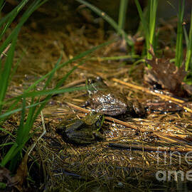 Frogs in a pond by Mark Triplett