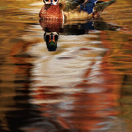 Front View WoodDuck by Jean Noren