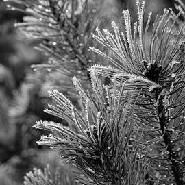 Frosted Pine Needles by Shirley Mitchell