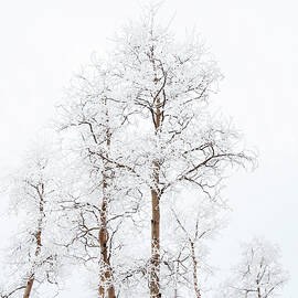 Frosted White Aspens by Rebecca Herranen