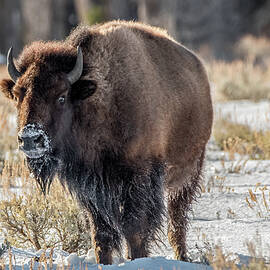 Frosty Bison in Winter by Marcy Wielfaert