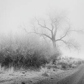 Frosty Cottonwood in Fog - Monochrome by Mike Lee